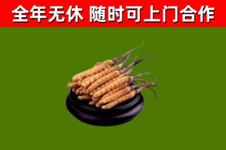平潭烟酒回收冬虫夏草.jpg